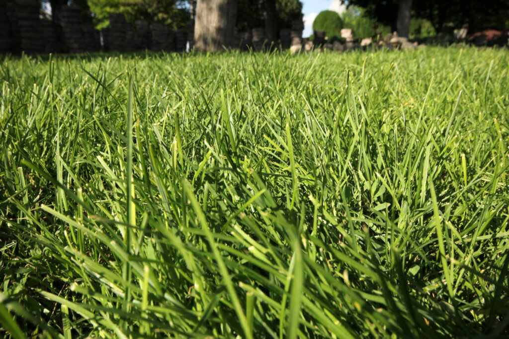 Lawn Weed Control Services